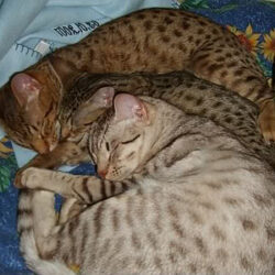 Ocicats love to snuggle with friends