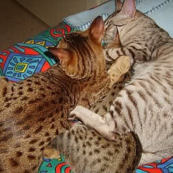 Ocicats love to snuggle with friends