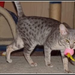 Many Ocicats love to play fetch