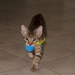 Many Ocicats love to play fetch